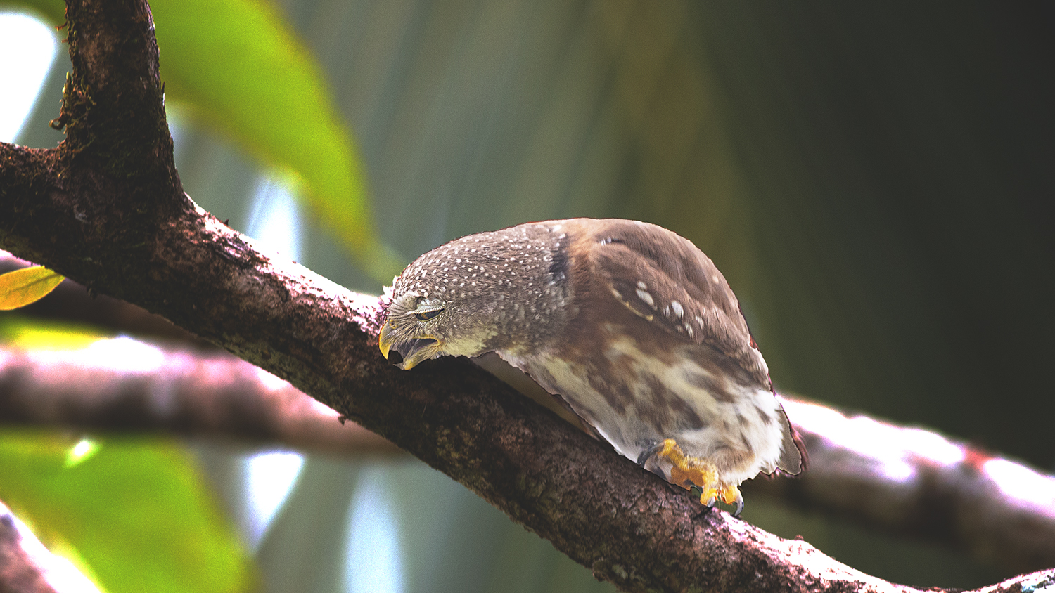 Ferruginous Pygmy-Owl